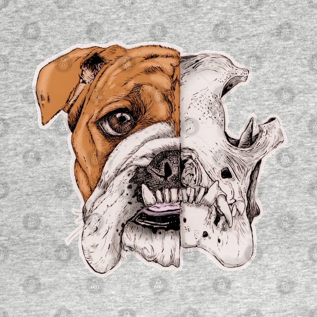 English bulldog skull by romulofq